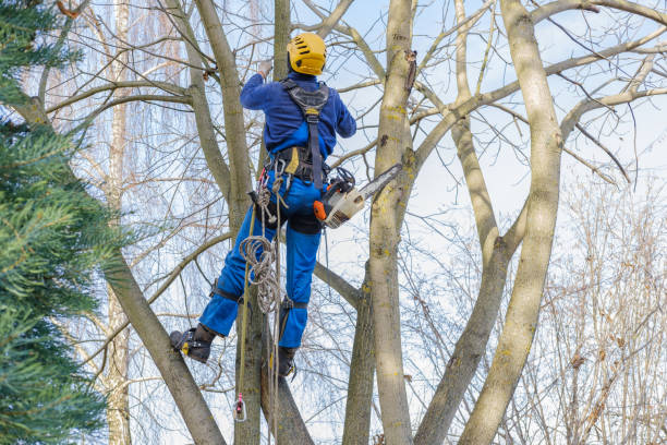 Seasonal Cleanup (Spring/Fall) in Hummelstown, PA